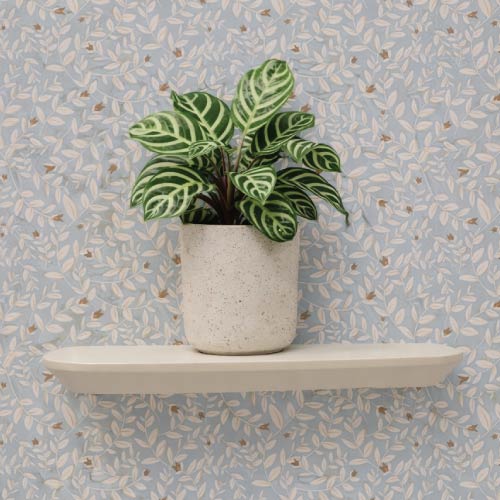 Zodra de zon ondergaat sluit de Calathea haar blad, om ze vervolgens in de ochtend weer te openen.